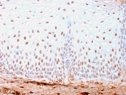SOX2 Antibody (SOX2/3169R) - Azide and BSA Free, Novus Biologicals 100